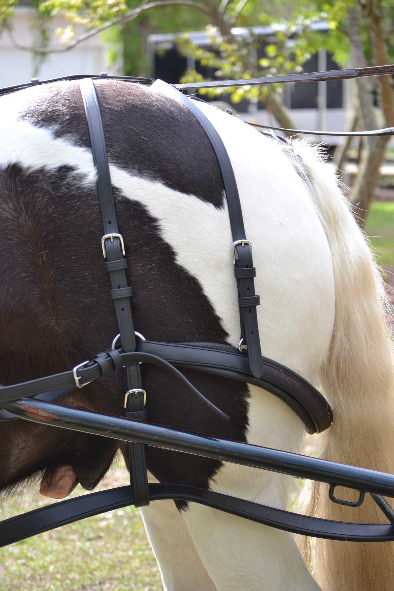 Arreios de Atrelagem EuroTech Classic  IDEAL