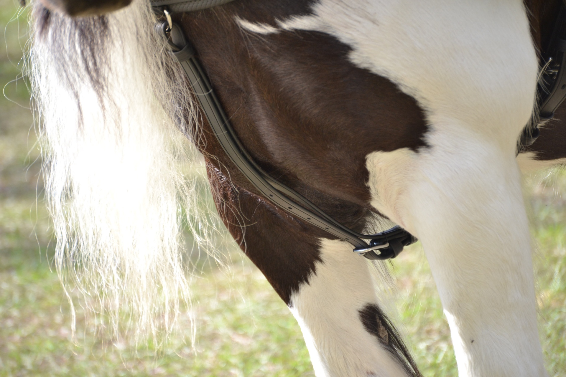 Arreios de Atrelagem EuroTech Classic  IDEAL