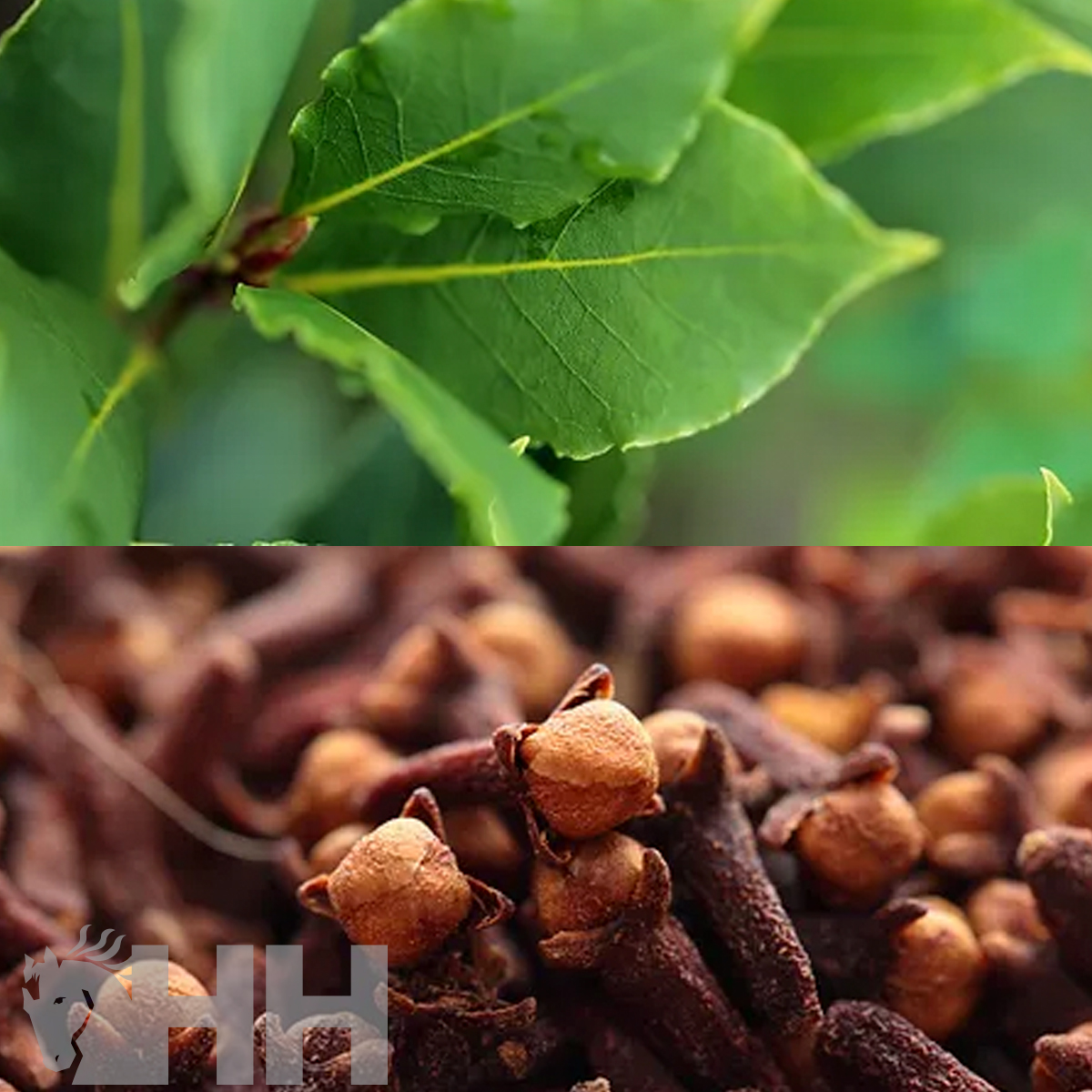 UNTO LEOVET HOOF LAB PARA CASCOS