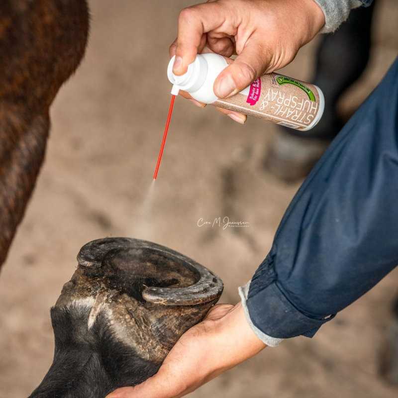 Aplicação de spray num casco de animal ao ar livre