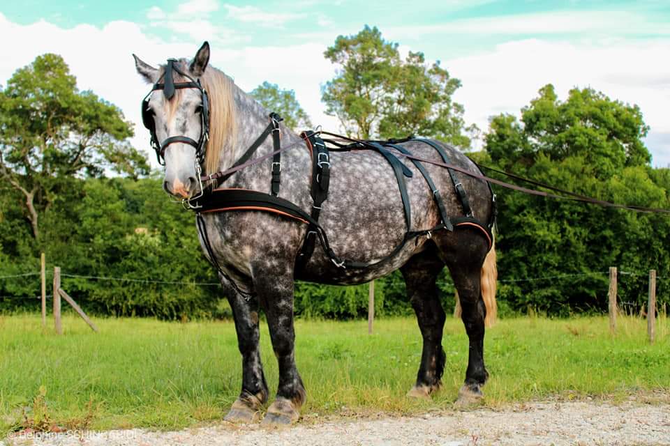 Arreios de Atrelagem WebTech Combination  IDEAL