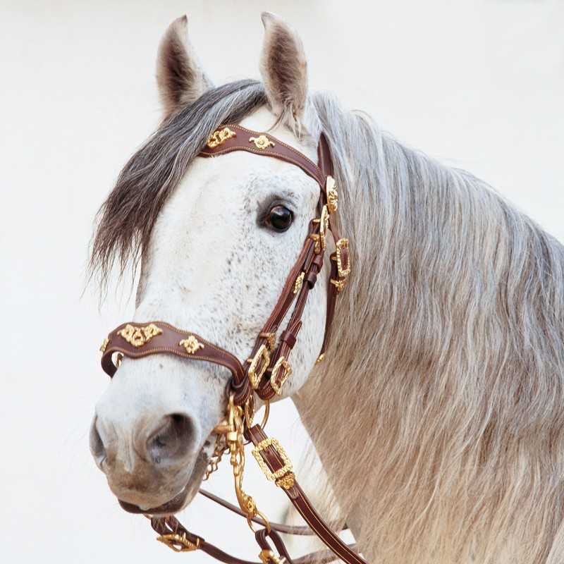 Cabeçada MARJOMAN modelo PORTUGUÊS de CORTESIA freio e bridão