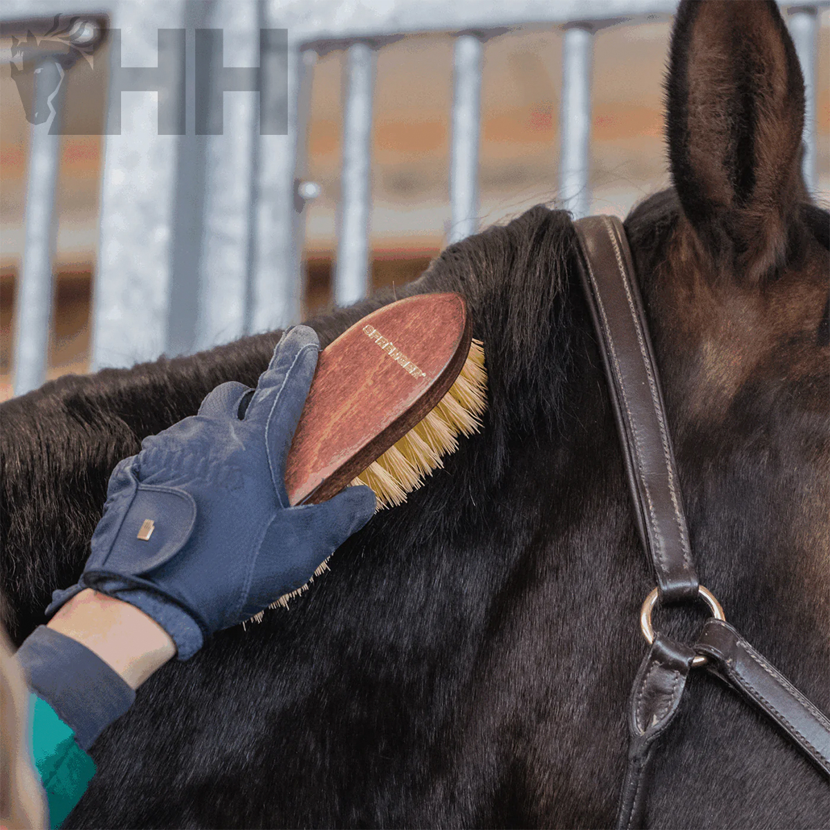 Escova de madeira e cerdas a escovar cavalo preto com mão de luva azul