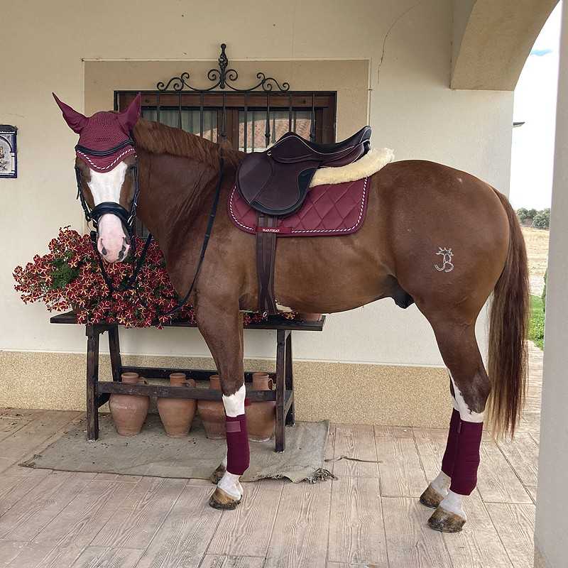 Cavalo castanho com sela e mantilha bordô numa varanda com vasos de plantas