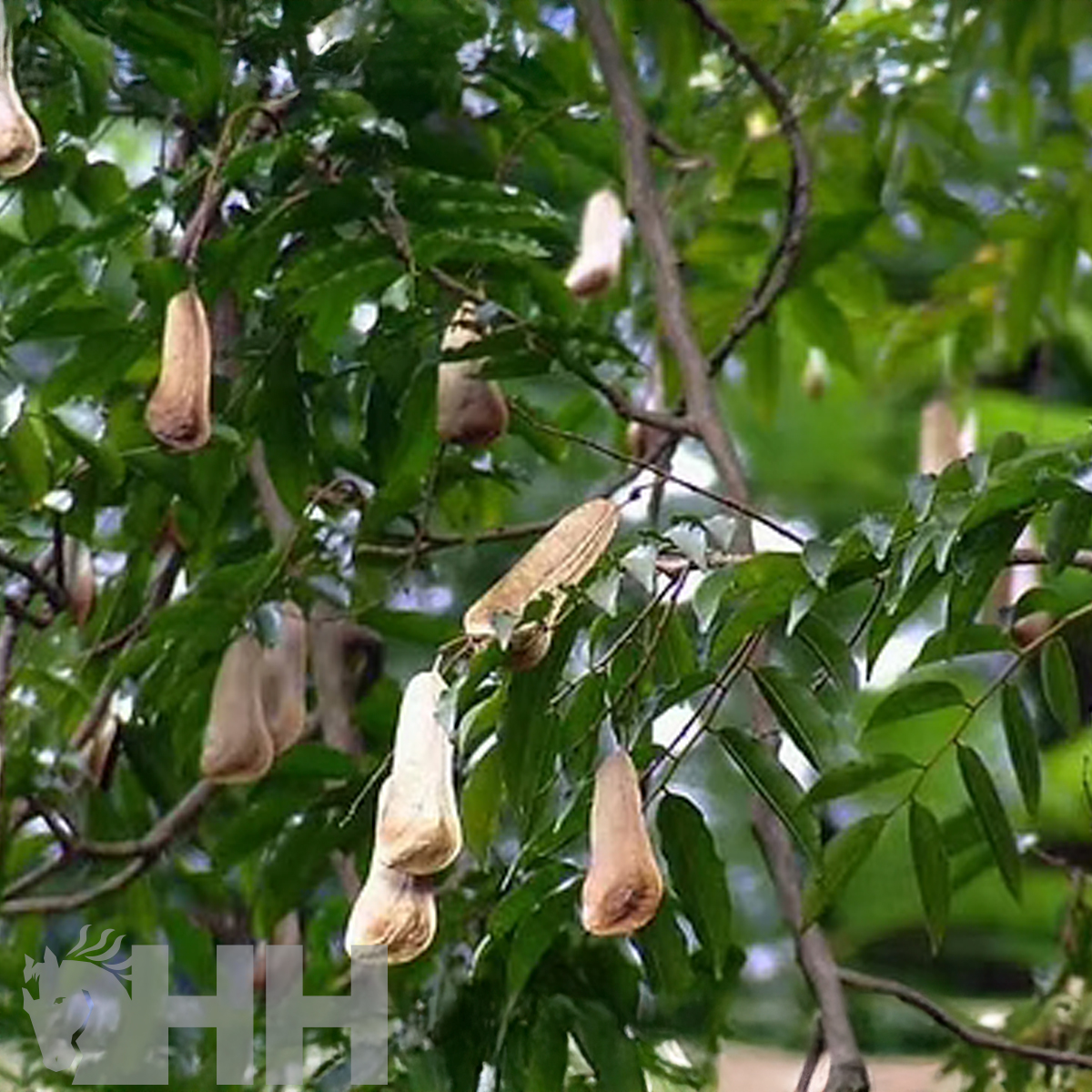 CHAMPÔ LEOVET SOS CUIDADO DA PELE CONTRA ÁCAROS, PARASITAS E CARRAÇAS