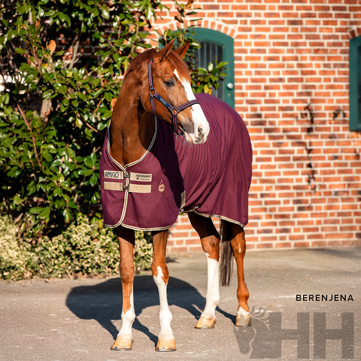 Cavalo castanho com manta bordeaux com detalhes em bege