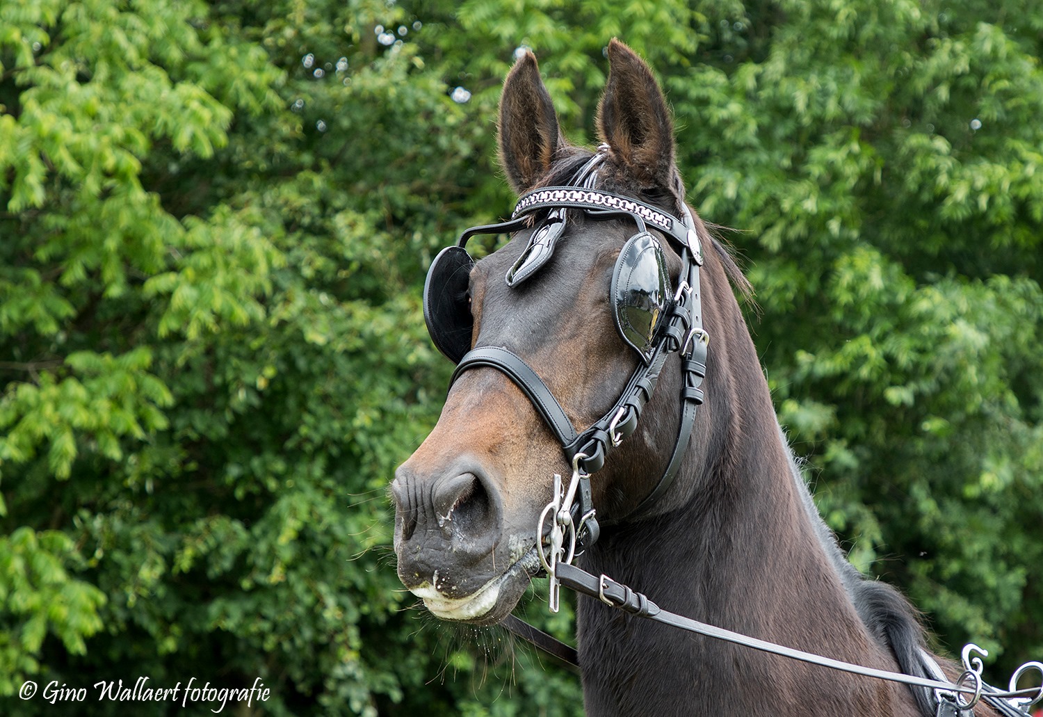 Cabeçada P/Atrelagem Luxe Patent