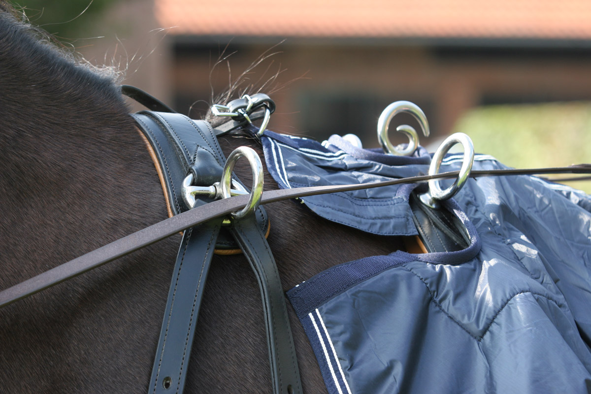 Cavalo com selim de couro preto e cobertor azul acolchoado