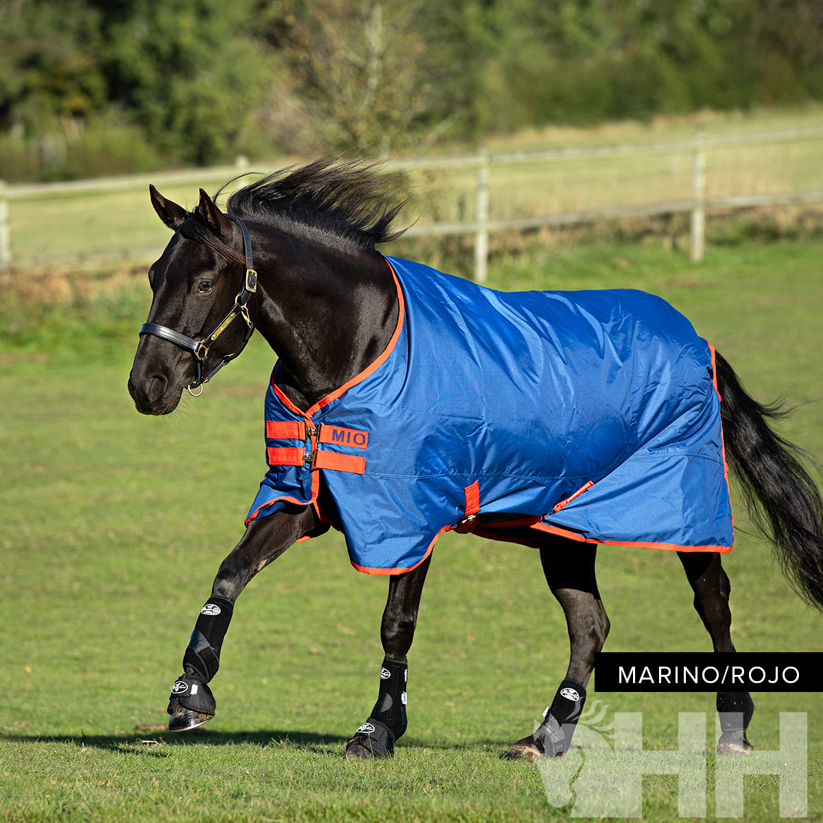 Cavalo preto com manta azul e vermelha a correr num campo verde