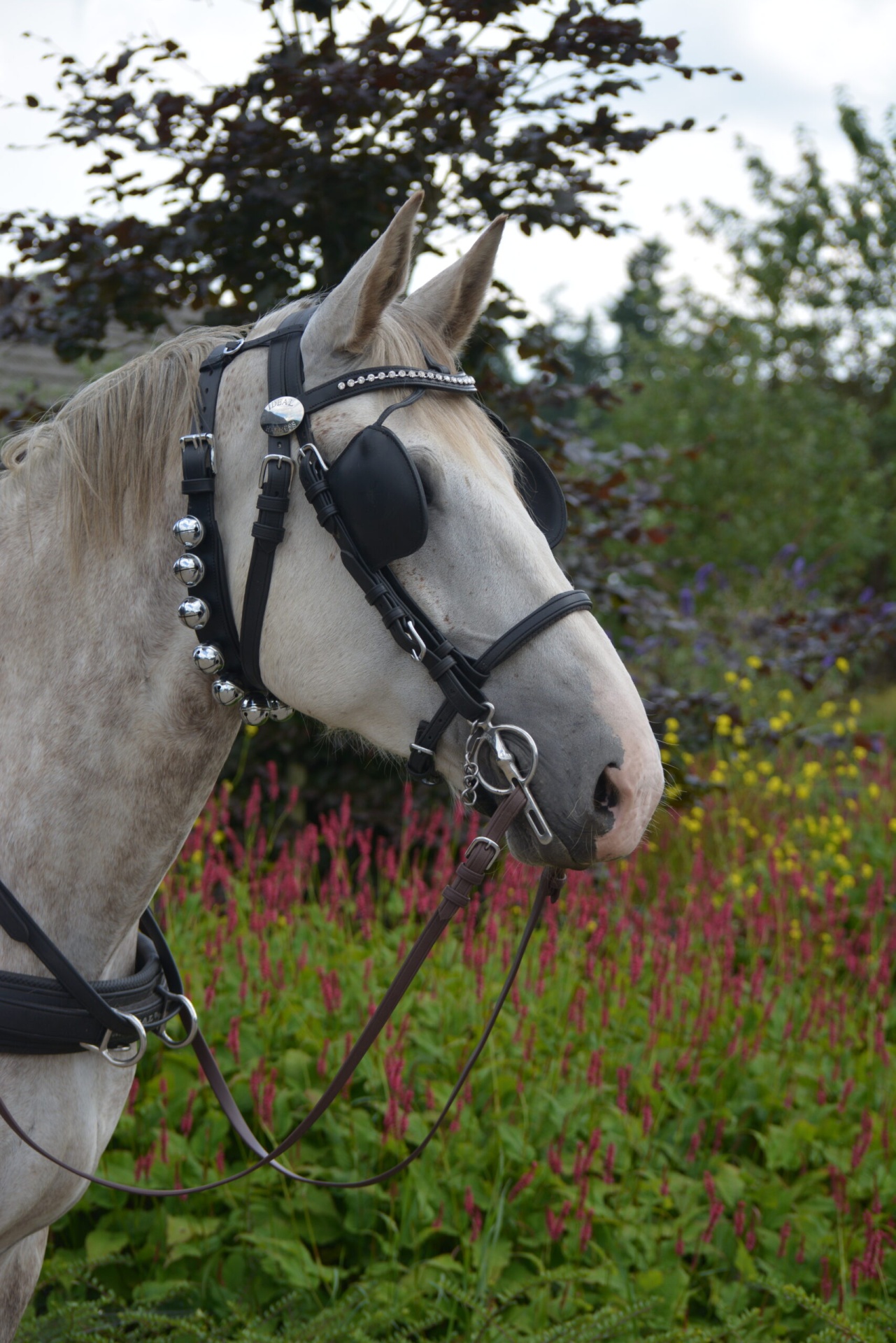 GUIZEIRA IDEAL EQUESTRIAN