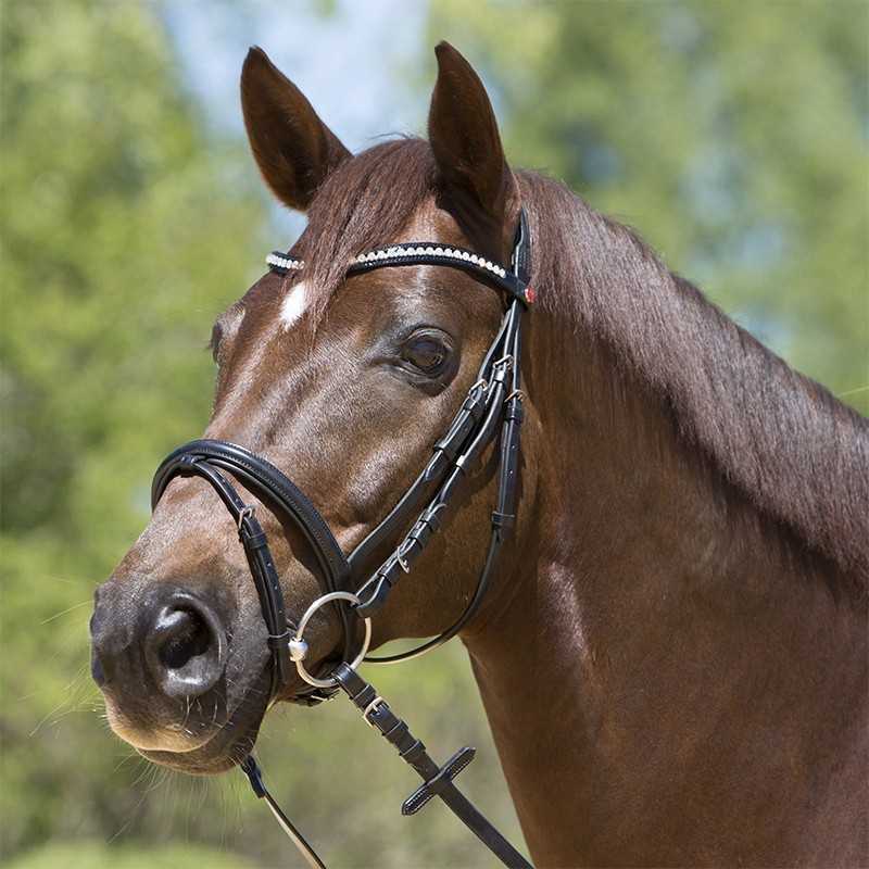 Cabeçada Kieffer para bridão Lea