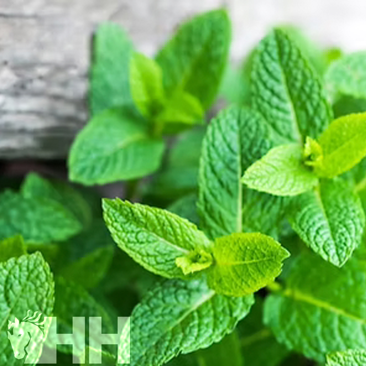 Folhas verdes de hortelã com textura enrugada