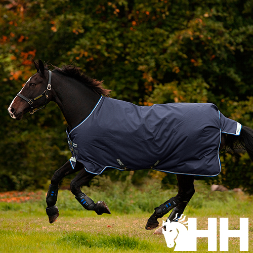Cavalo com peleteira azul-escura em campo