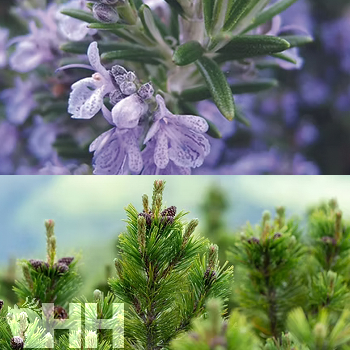 Flores lilases com folhas verdes na parte superior e ramos de pinheiro com cones na parte inferior