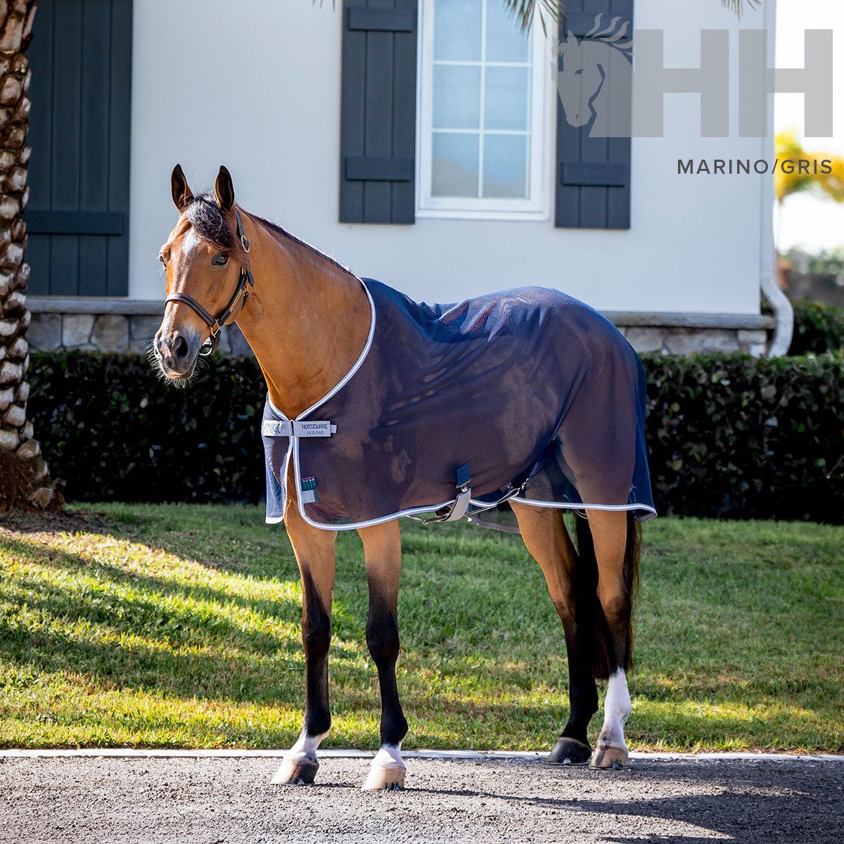 Cavalo com manta azul escura e bordas brancas no jardim em frente a casa