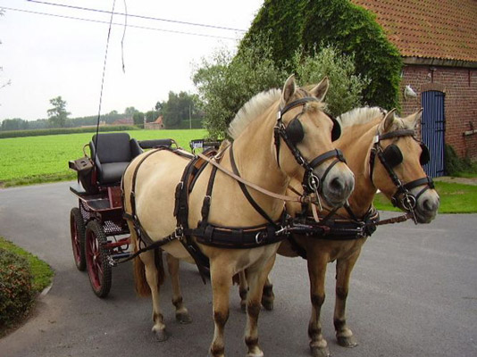 Arreios de Atrelagem WebTech Combination  IDEAL