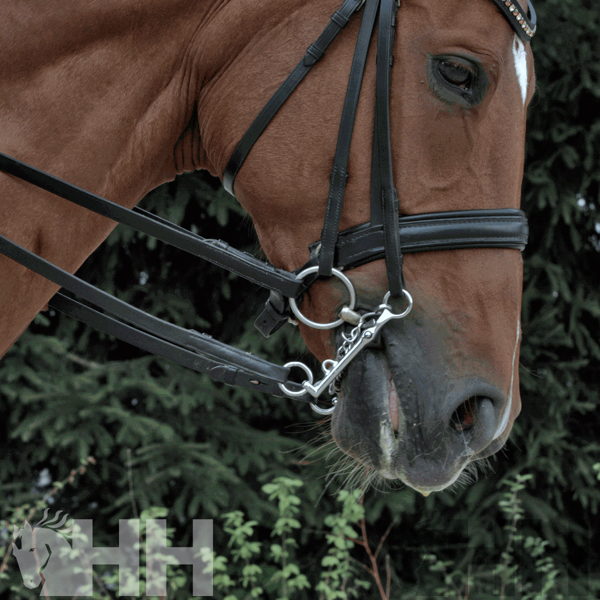 FREIO SPRENGER KK DRESSAGE PERNA 7cm