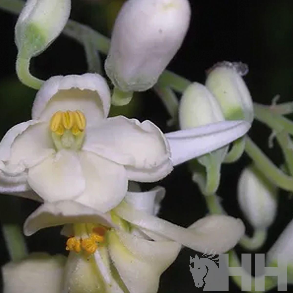 CHAMPÔ LEOVET BRANQUEADOR PARA CAVALOS RUÇOS