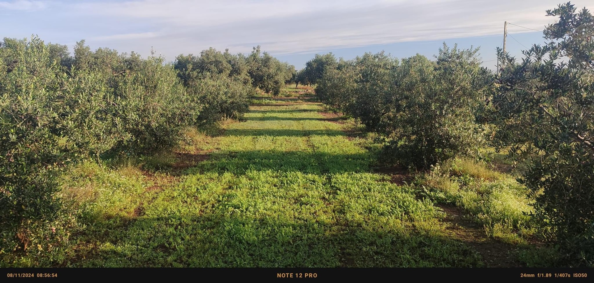 SERVIÇO GESTÃO OLIVAL