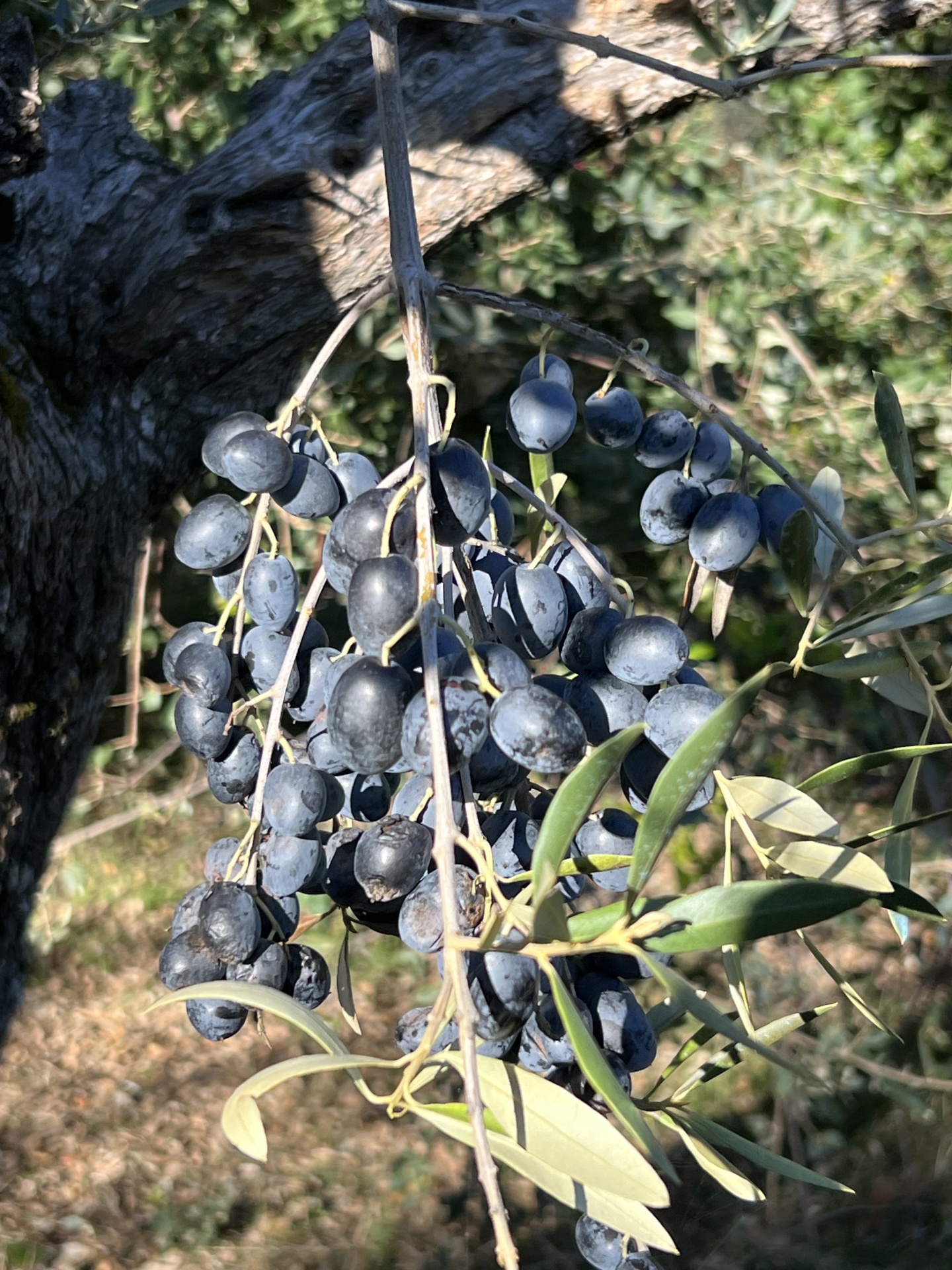 SERVIÇO GESTÃO OLIVAL