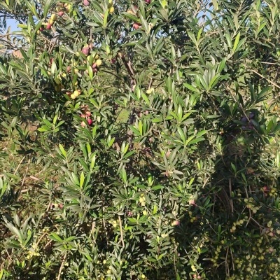 SERVIÇO GESTÃO OLIVAL