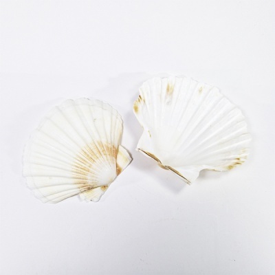 Conchas (Charrascas)