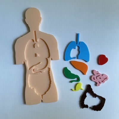 Puzzle do corpo humano