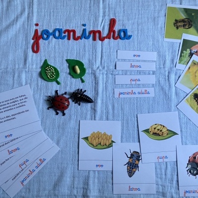 Ciclo de vida da Joaninha # Kit 1