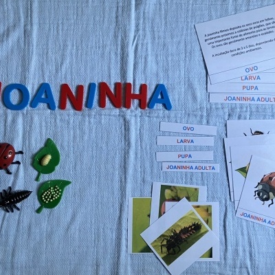 Ciclo de vida da Joaninha   # Kit 3