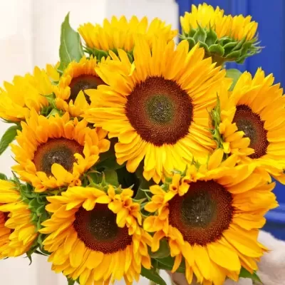Ramo de girassóis amarelos com folhas verdes