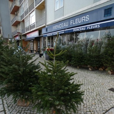 Árvores de Natal naturais em exposição exterior diante da loja MONCEAU FLEURS