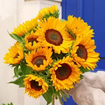 Ramo de girassóis amarelos com folhas verdes segurado por mão com luva diante de porta azul