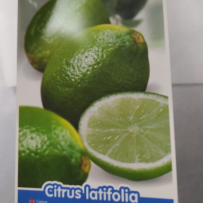 ÀRVORES FRUTO