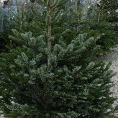 Árvore de Natal verde natural em calçada em frente a loja MONCEAU FLEURS