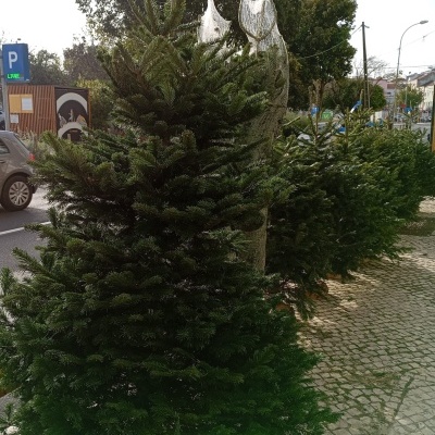 Árvores de Natal naturais verdes alinhadas numa calçada de pedra