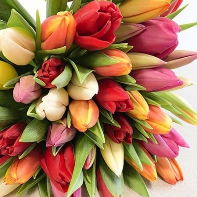 BRASSÉE DE TULIPES MIX