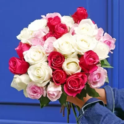 Bouquet de rosas vermelhas, brancas e rosas segurado por mãos com casaco azul diante de parede azul