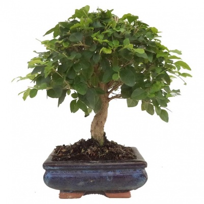 Bonsai