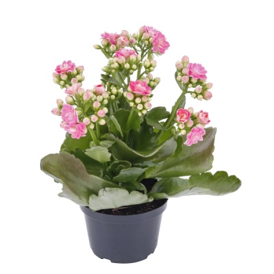 Kalanchoe