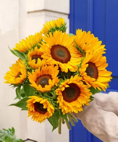 BRAÇADA DE GIRASSÓIS