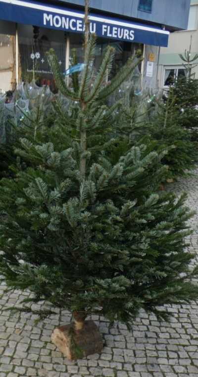 Árvore de Natal verde natural em calçada em frente a loja MONCEAU FLEURS