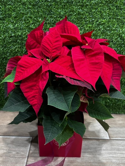 Planta de aguinaldo com folhas vermelhas e verdes num suporte vermelho.