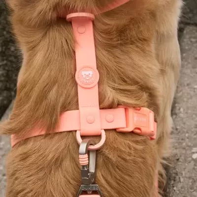 DUKIER Arnês Clássico Impermeável CORAL