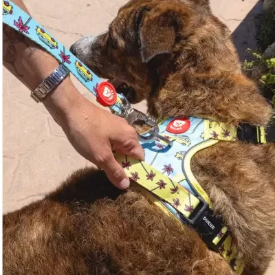 DUKIER Peitoral Trail CALIFORNIA