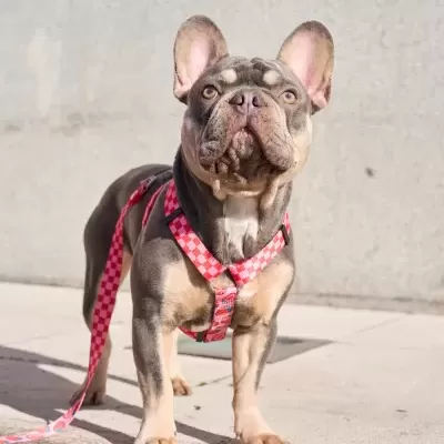 DUKIER Arnês Clássico BERRY LOVE