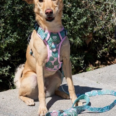 DUKIER Peitoral Trail MONSTERA