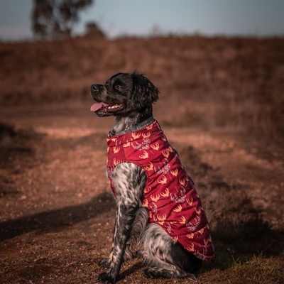 Cão sentado com casaco vermelho padrão veados em caminho de terra
