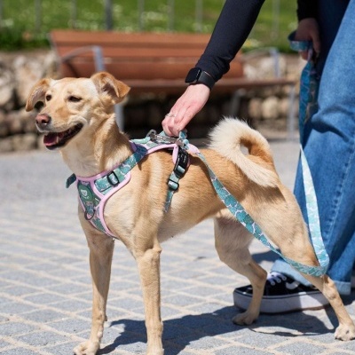 DUKIER Peitoral Trail MONSTERA