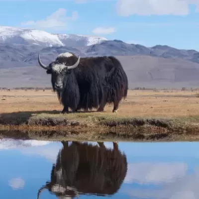 Queijo de Yak dos Himalaias com Mirtilos