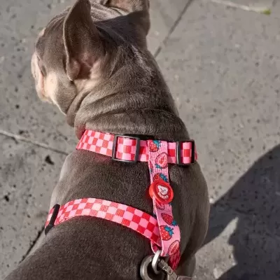 DUKIER Arnês Clássico BERRY LOVE